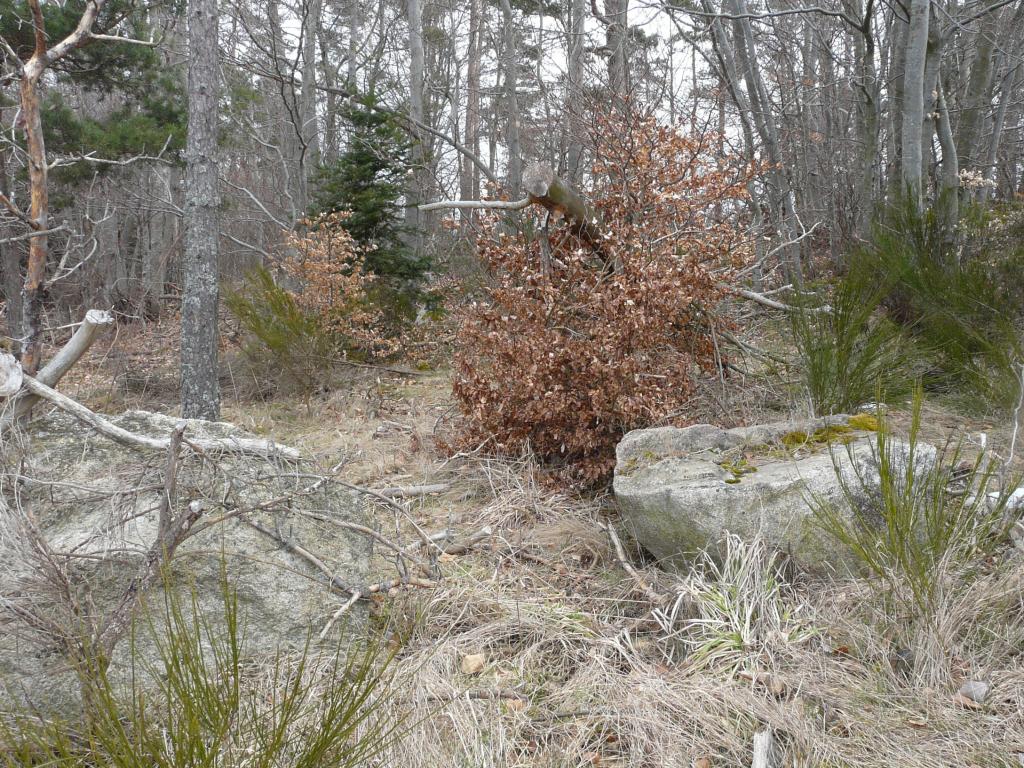 Burdignes, 08-03-09, 11-17.jpg